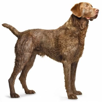 Full body image of a Chesapeake Bay Retriever