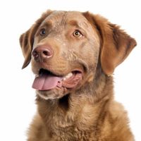 Profile image of a Chesapeake Bay Retriever