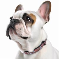 Profile image of a French Bulldog