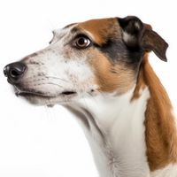 Profile image of a Greyhound