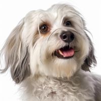 Profile image of a Havanese