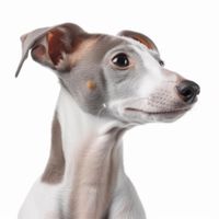 Profile image of a Italian Greyhound