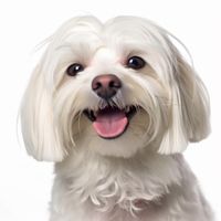 Profile image of a Maltese