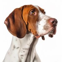 Profile image of a Pointer