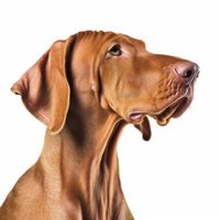 Profile image of a Vizsla