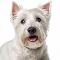 Profile image of a West Highland White Terrier