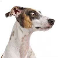 Profile image of a Whippet